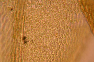 Amblystegium cells