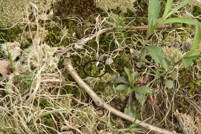 Bryphytes