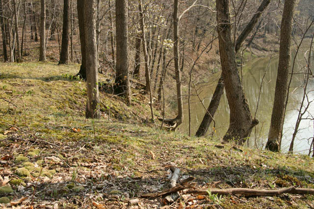Atrichum angustatum habitat