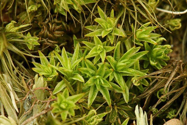 Atrichum angustatum