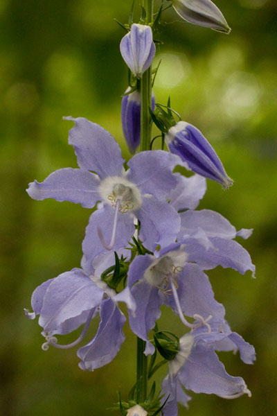 tall bellflower