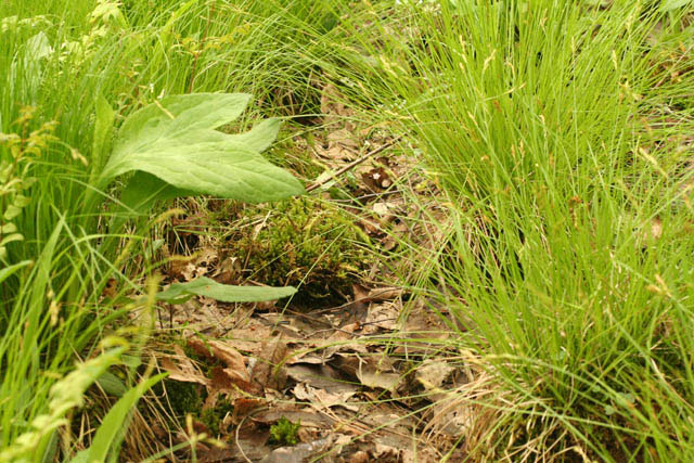 Climacium in swamp