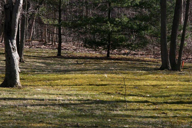 Climacium on lawn