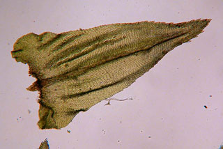 Climacium leaf