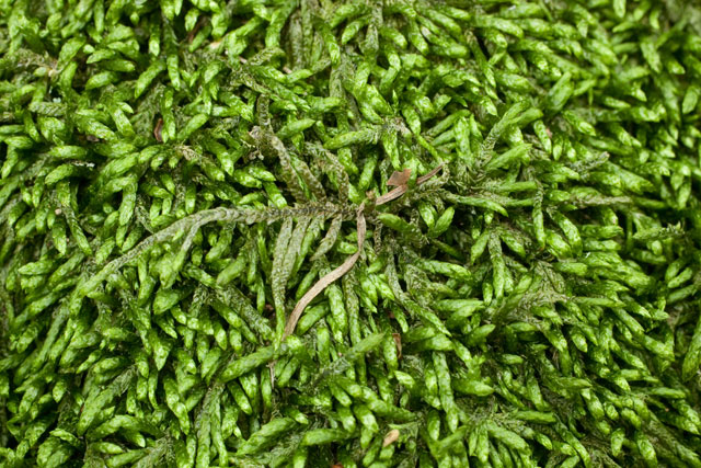pleurocarpous moss