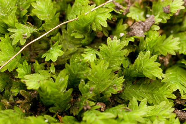 acrocarp moss