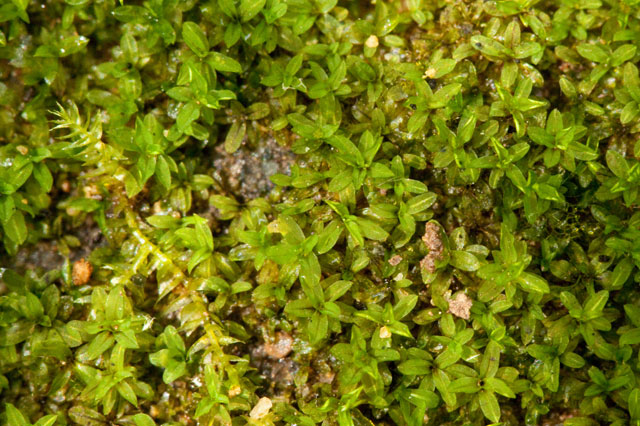 moss