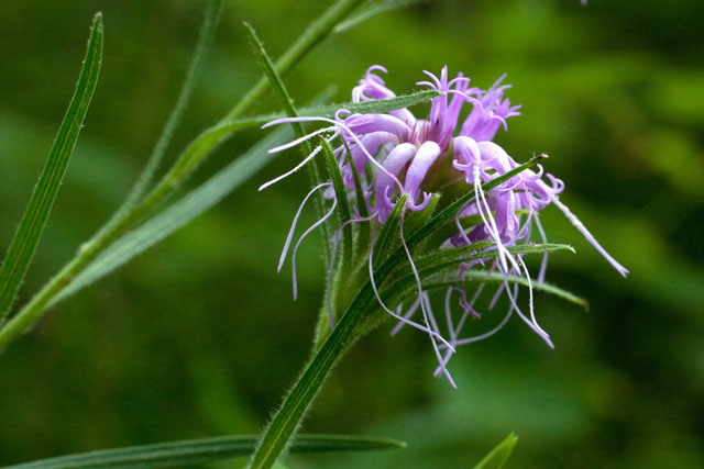 blazing-star