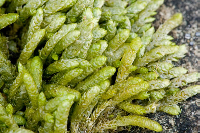 Bryoandersonia