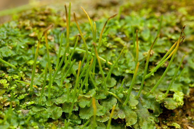 hornwort