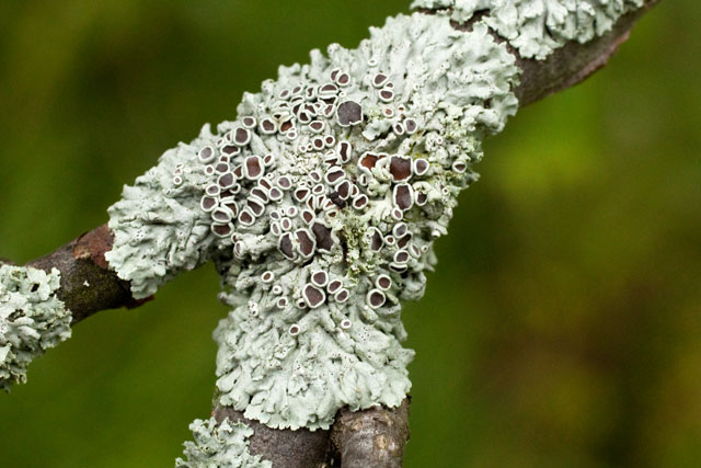 another macrolichen