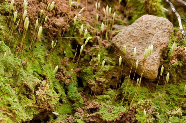 moss