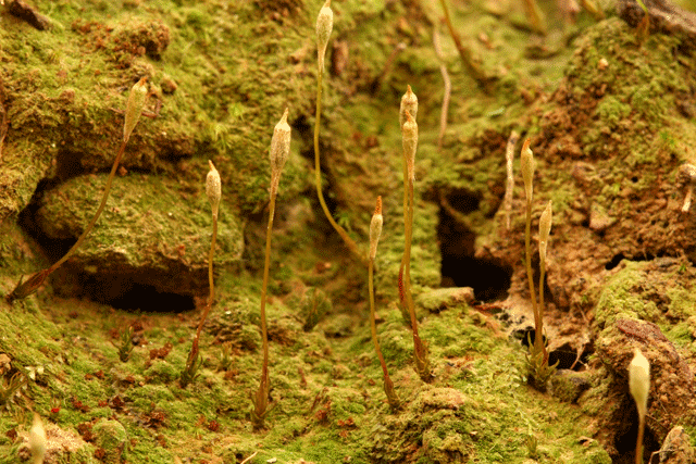 Pogonatum pensylvanicum