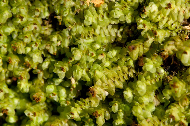 liverwort