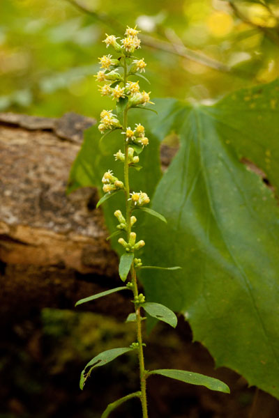 Solidago bicolor