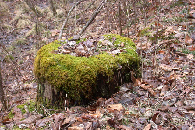Thuidium on stump