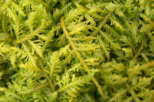 Thuidium delicatulum