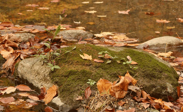 Amblystegium in stream