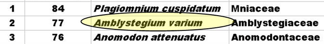 Amblstegium sattistics