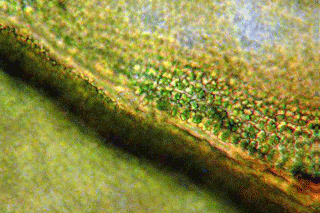 Anomodon atenutaus cells