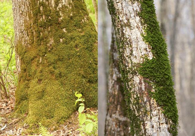 Anomodon attenuatus habitat