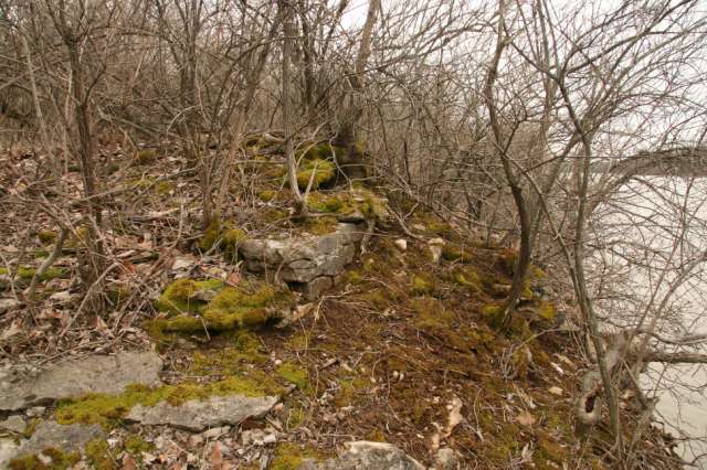 Anomodon rostratus habitat