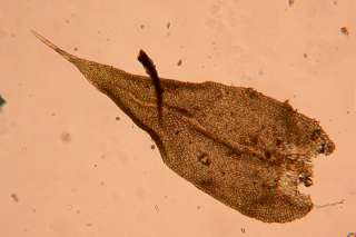 Anomodon leaf