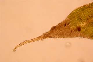 Anomodon rostratus leaf tip