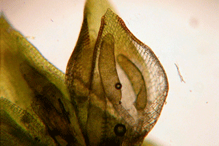 antheridia
