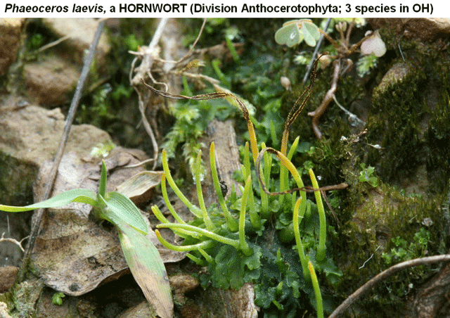 Anthceratophyta
