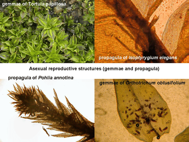 Asexual reproduction