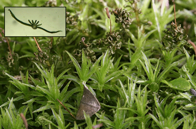 Atrichum closeup