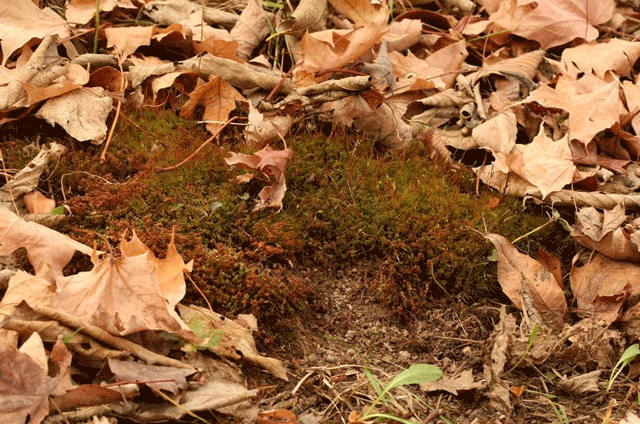 Atrichum clump