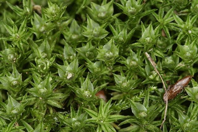 Atrrichum male plants