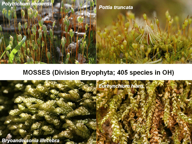 Bryophyta