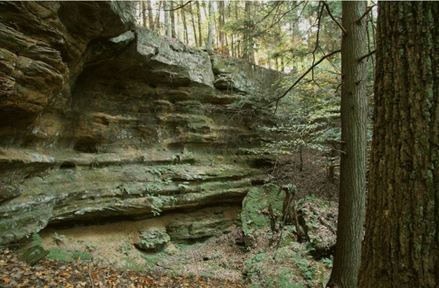 Bryoxiphium habitat