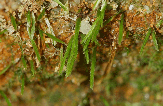 Bryoxiphium