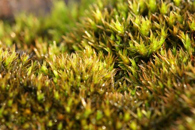 Ceratodon gametophytes