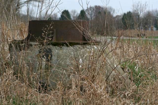 Ceratodon habitat