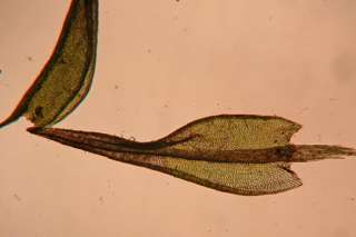 Ceratodon leaf