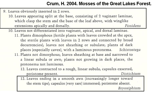 Crum Key Fissidens