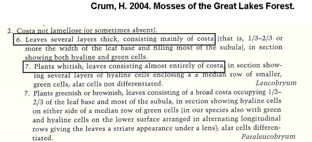 Crum Key Leucobryum