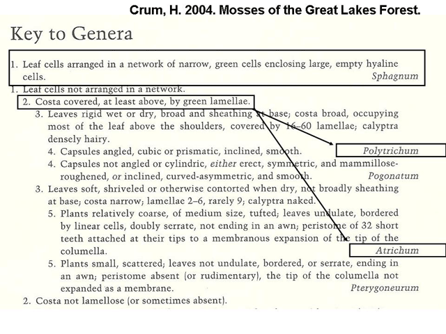 Crum key Sphagnum