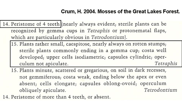 Crum Key Tetraphis