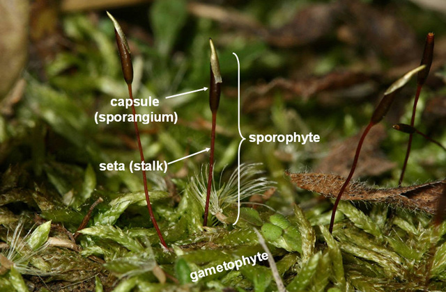 Entodon seductrix labeled