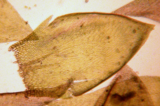 Entodon leaf