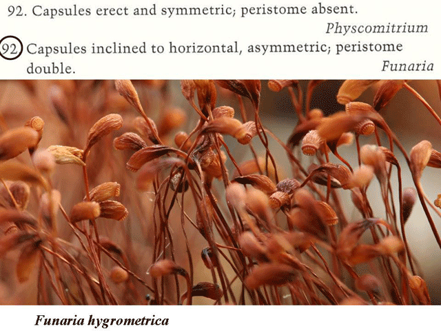Funaria capsules