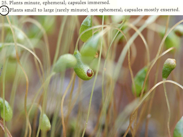 Funaria sporophytes