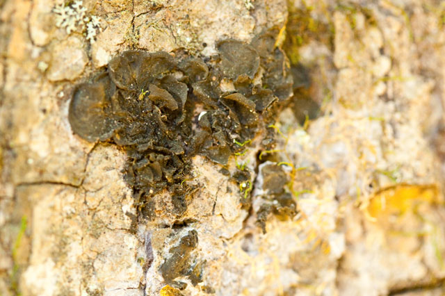gelatinous lichen