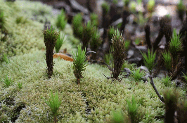Leucobryum glaucum